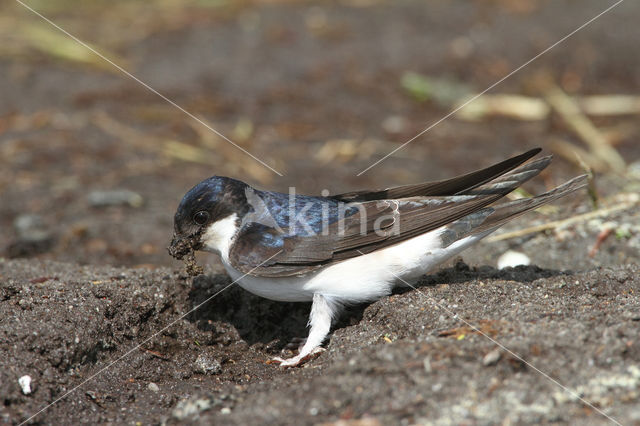 Huiszwaluw (Delichon urbicum)