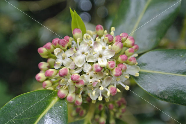 Hulst (Ilex aquifolium)