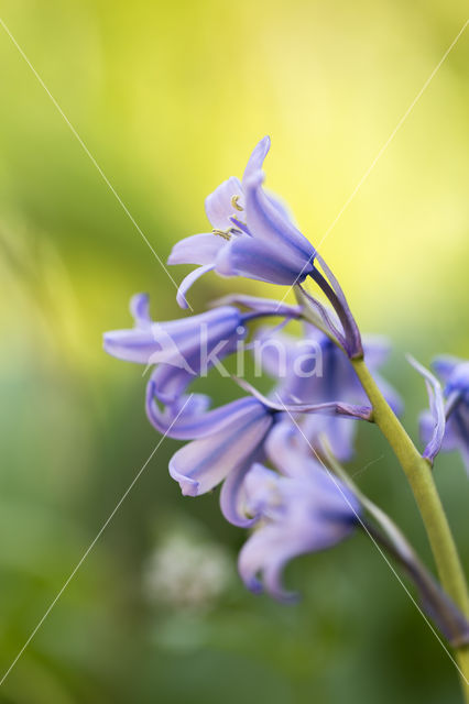 Hyacinth (Hyacinthus spec)