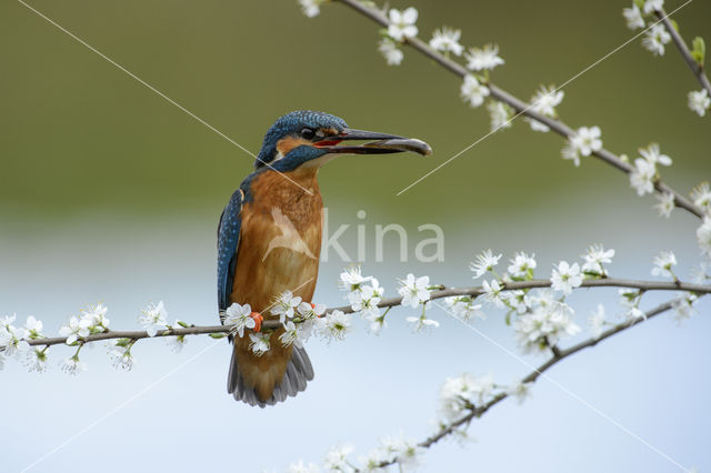 Kingfisher (Alcedo atthis)