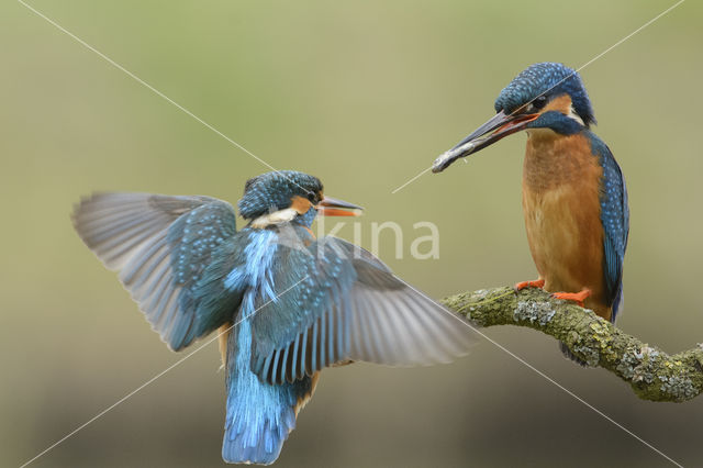 IJsvogel (Alcedo atthis)