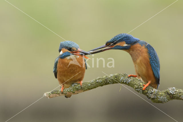 IJsvogel (Alcedo atthis)