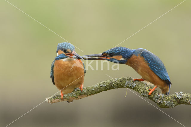 IJsvogel (Alcedo atthis)