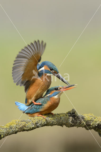 Kingfisher (Alcedo atthis)