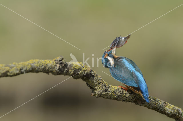 Kingfisher (Alcedo atthis)