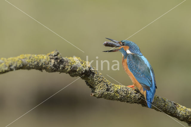 IJsvogel (Alcedo atthis)