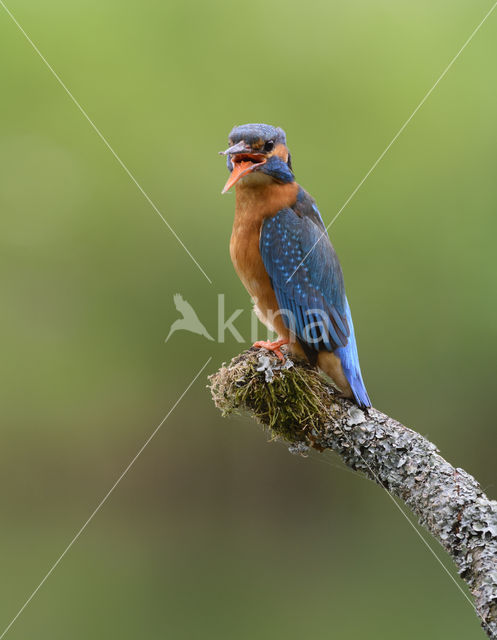 IJsvogel (Alcedo atthis)