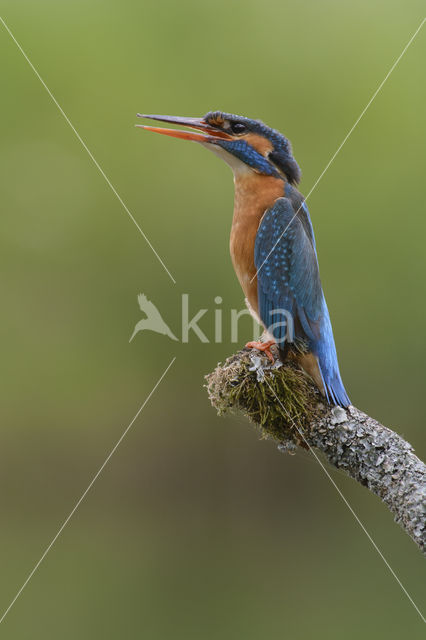 IJsvogel (Alcedo atthis)