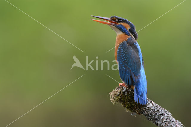Kingfisher (Alcedo atthis)