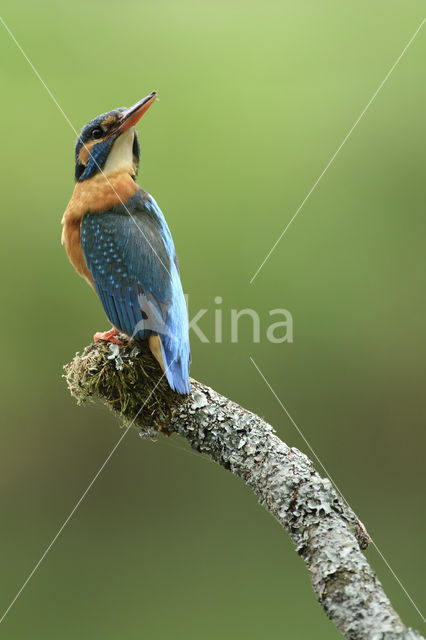 IJsvogel (Alcedo atthis)