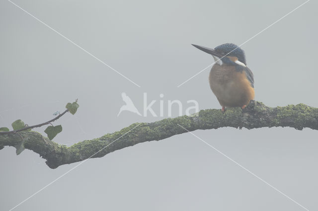 Kingfisher (Alcedo atthis)