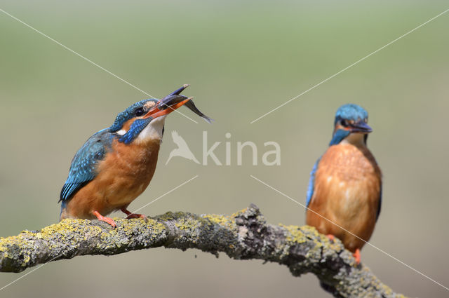 IJsvogel (Alcedo atthis)