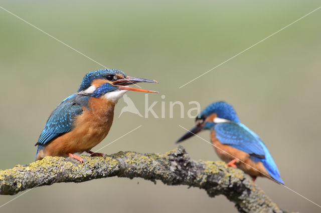 Kingfisher (Alcedo atthis)