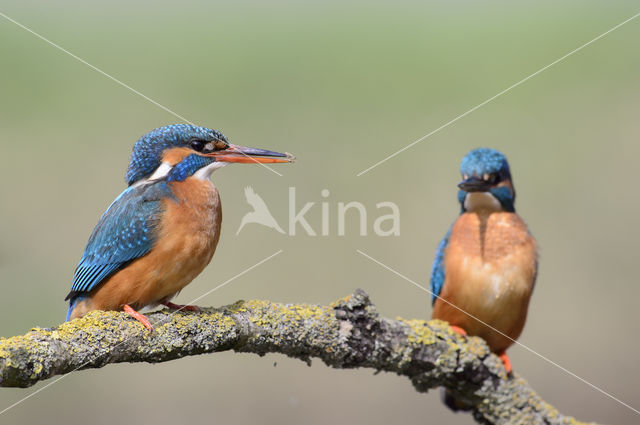 Kingfisher (Alcedo atthis)