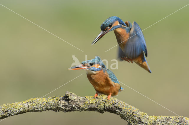 Kingfisher (Alcedo atthis)