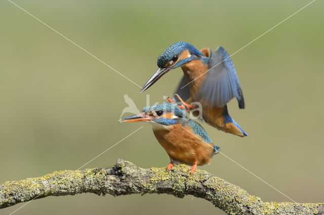 Kingfisher (Alcedo atthis)