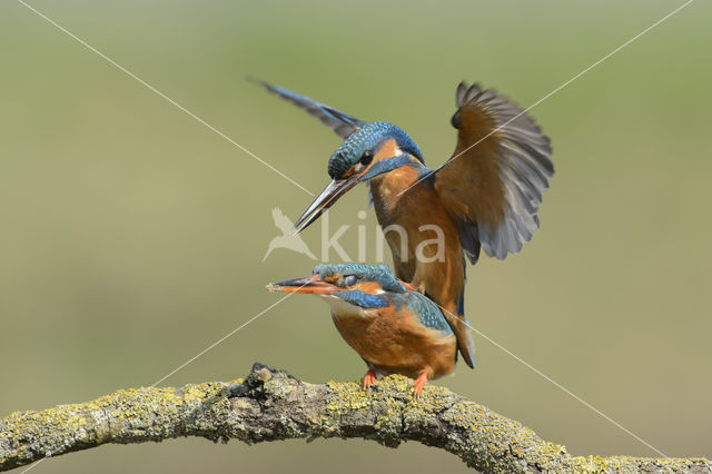 Kingfisher (Alcedo atthis)