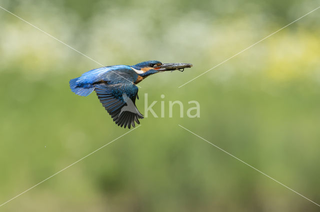 IJsvogel (Alcedo atthis)