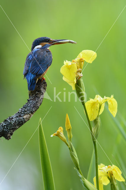 Kingfisher (Alcedo atthis)