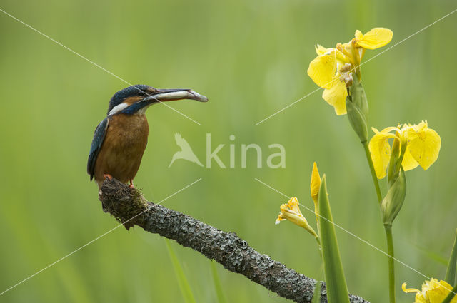 IJsvogel (Alcedo atthis)