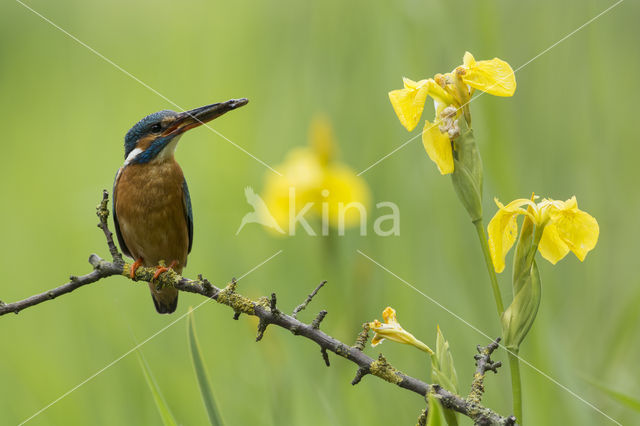 IJsvogel (Alcedo atthis)