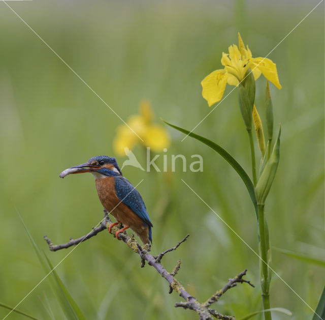 IJsvogel (Alcedo atthis)