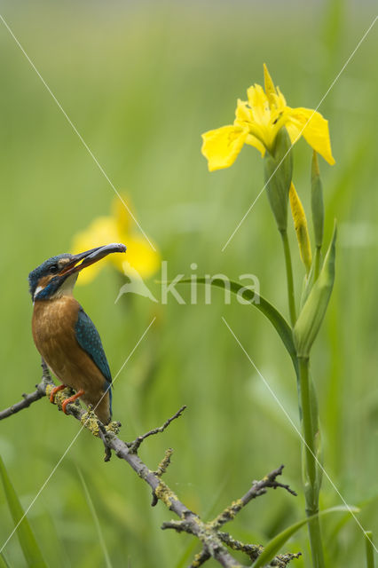 IJsvogel (Alcedo atthis)