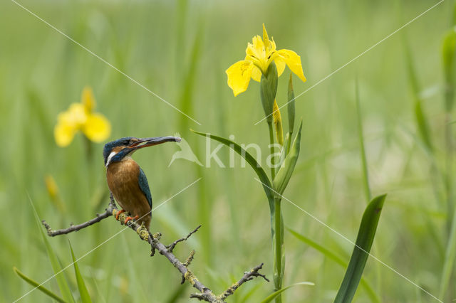 Kingfisher (Alcedo atthis)