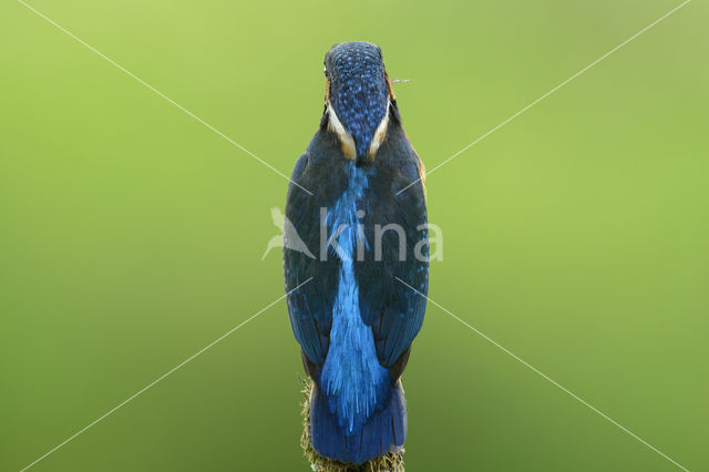 IJsvogel (Alcedo atthis)