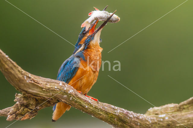 IJsvogel (Alcedo atthis)