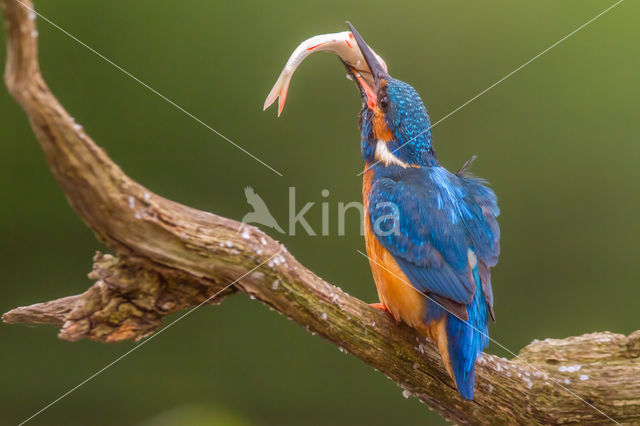 Kingfisher (Alcedo atthis)