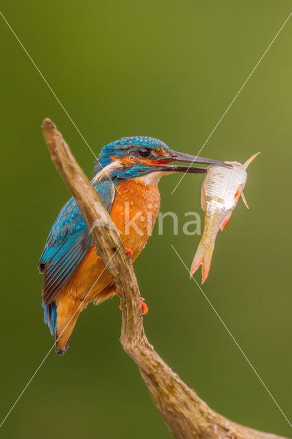 IJsvogel (Alcedo atthis)