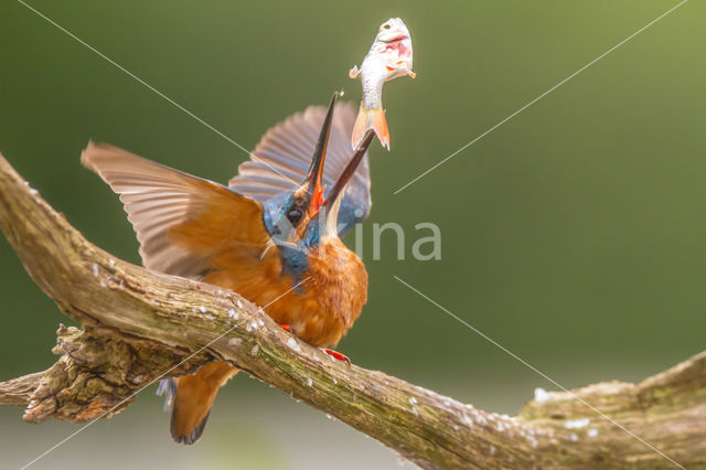 IJsvogel (Alcedo atthis)