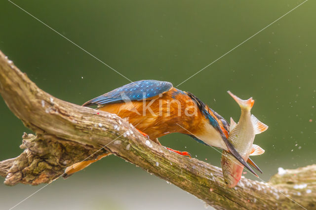 Kingfisher (Alcedo atthis)