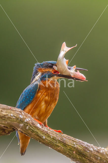 IJsvogel (Alcedo atthis)