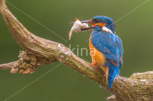 IJsvogel (Alcedo atthis)