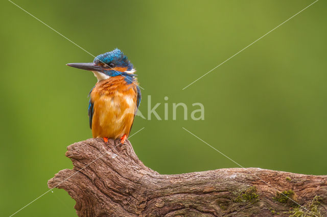 IJsvogel (Alcedo atthis)