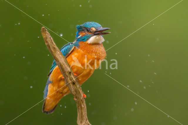 Kingfisher (Alcedo atthis)