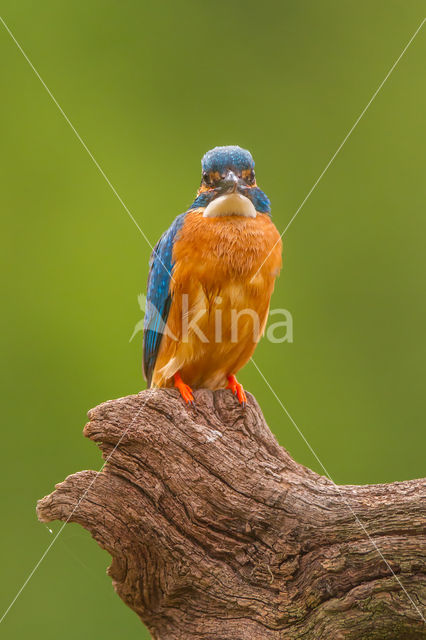 Kingfisher (Alcedo atthis)