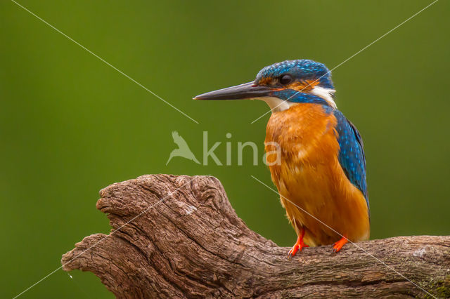 Kingfisher (Alcedo atthis)