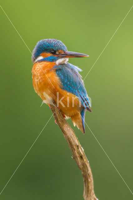 Kingfisher (Alcedo atthis)