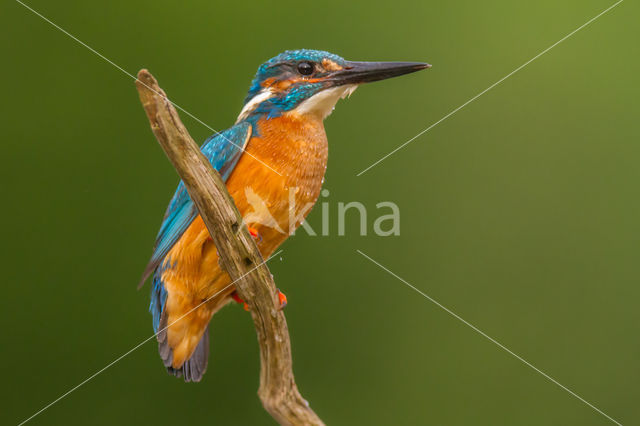 IJsvogel (Alcedo atthis)