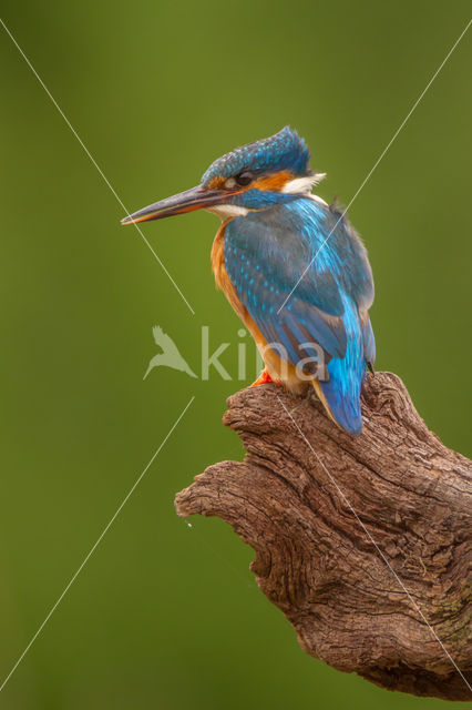 Kingfisher (Alcedo atthis)