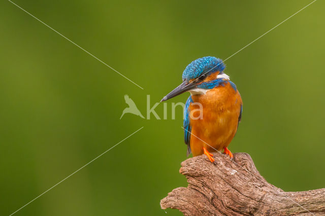 IJsvogel (Alcedo atthis)