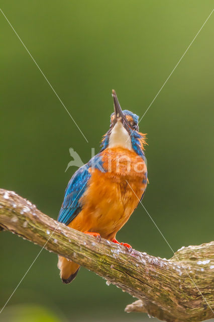 Kingfisher (Alcedo atthis)