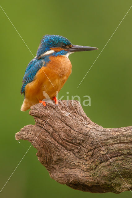 IJsvogel (Alcedo atthis)