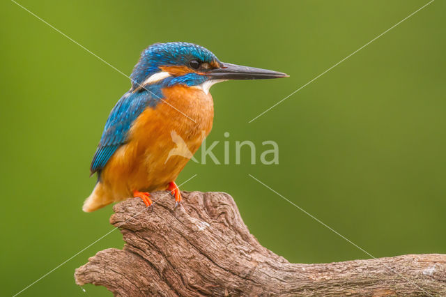 IJsvogel (Alcedo atthis)