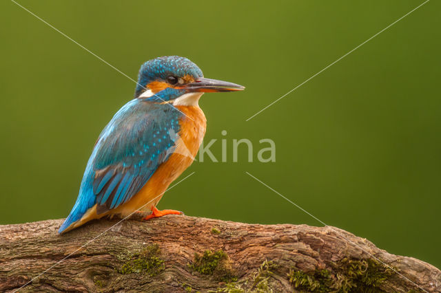 IJsvogel (Alcedo atthis)