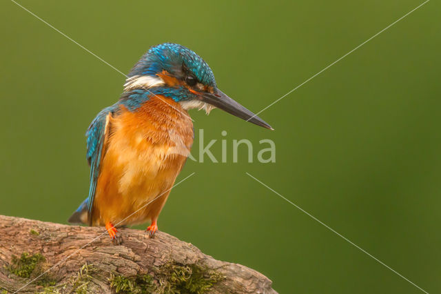 IJsvogel (Alcedo atthis)