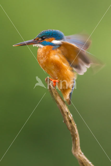 Kingfisher (Alcedo atthis)